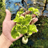 Brazilian Pennywort Marble aquatic plant with variegated round leaves on white background