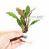 Bucephalandra Achilles Green - Aquarium Plants Factory