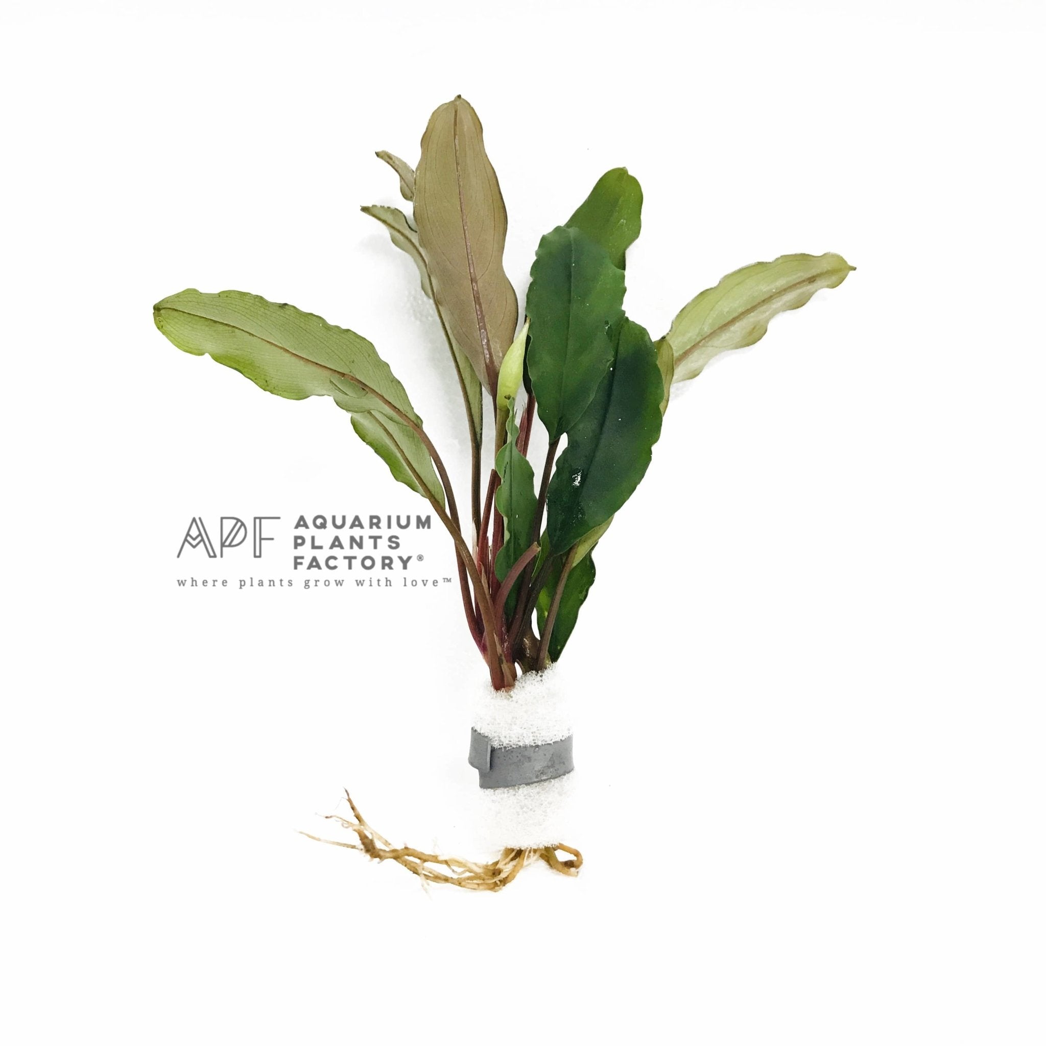 Bucephalandra Achilles Green - Aquarium Plants Factory