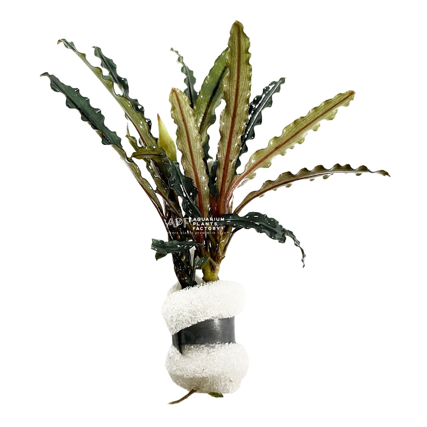 Bucephalandra Alamanda Blue | Aquarium Plants Factory®