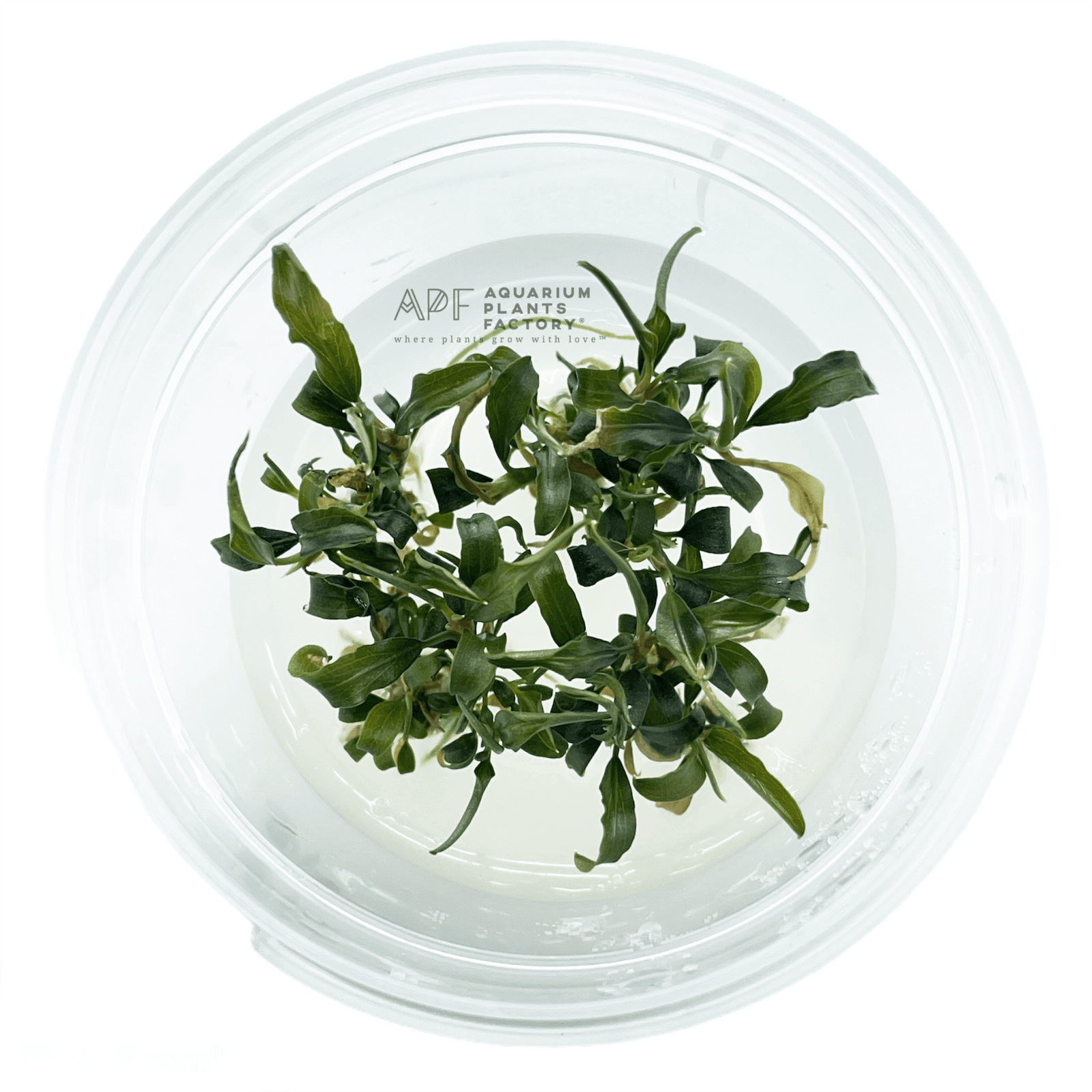 Bucephalandra Alamanda Dark - Tissue Culture Cup - Aquarium Plants Factory