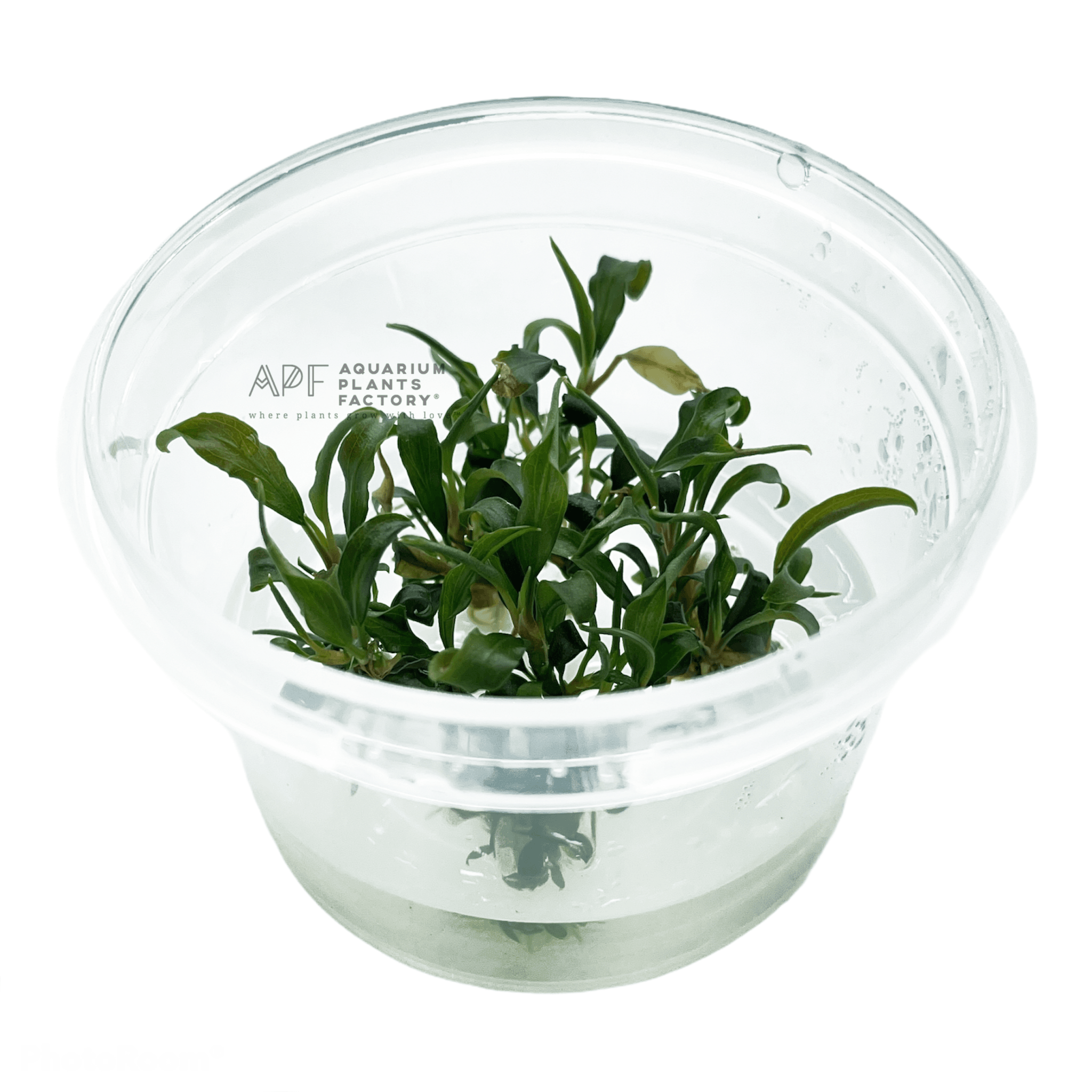 Bucephalandra Alamanda Dark - Tissue Culture Cup - Aquarium Plants Factory