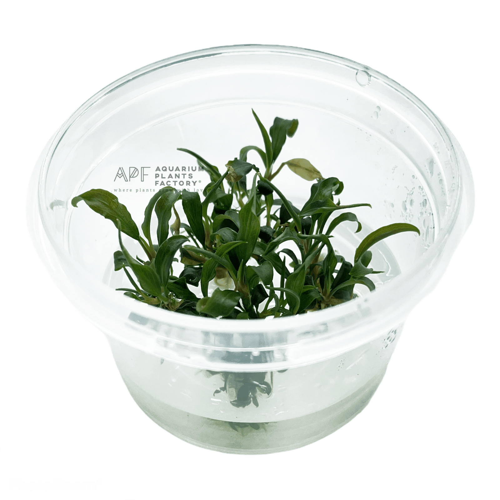 Bucephalandra Alamanda Dark - Tissue Culture Cup - Aquarium Plants Factory