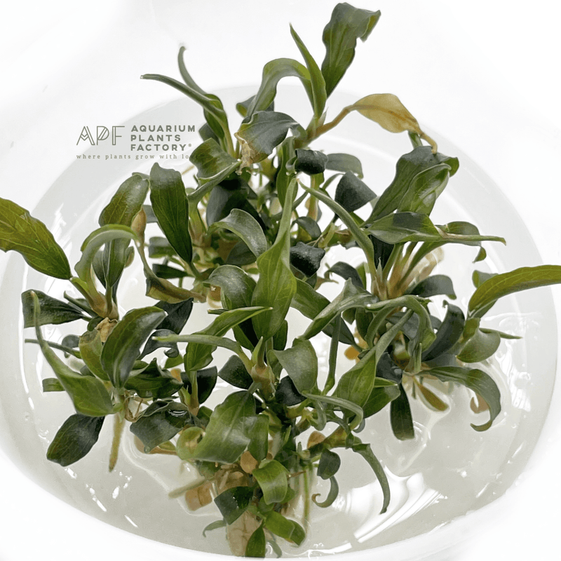 Bucephalandra Alamanda Dark - Tissue Culture Cup - Aquarium Plants Factory