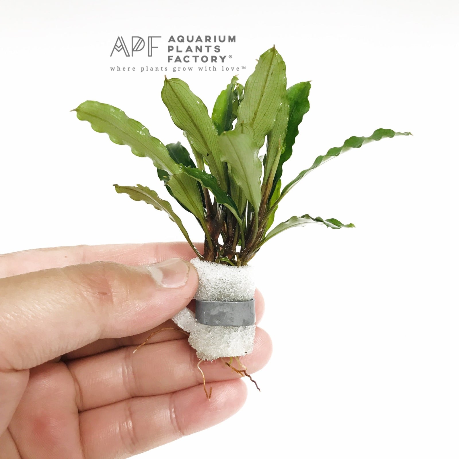 Bucephalandra Antyovani - Aquarium Plants Factory