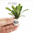 Bucephalandra Antyovani - Aquarium Plants Factory