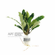 Bucephalandra Antyovani