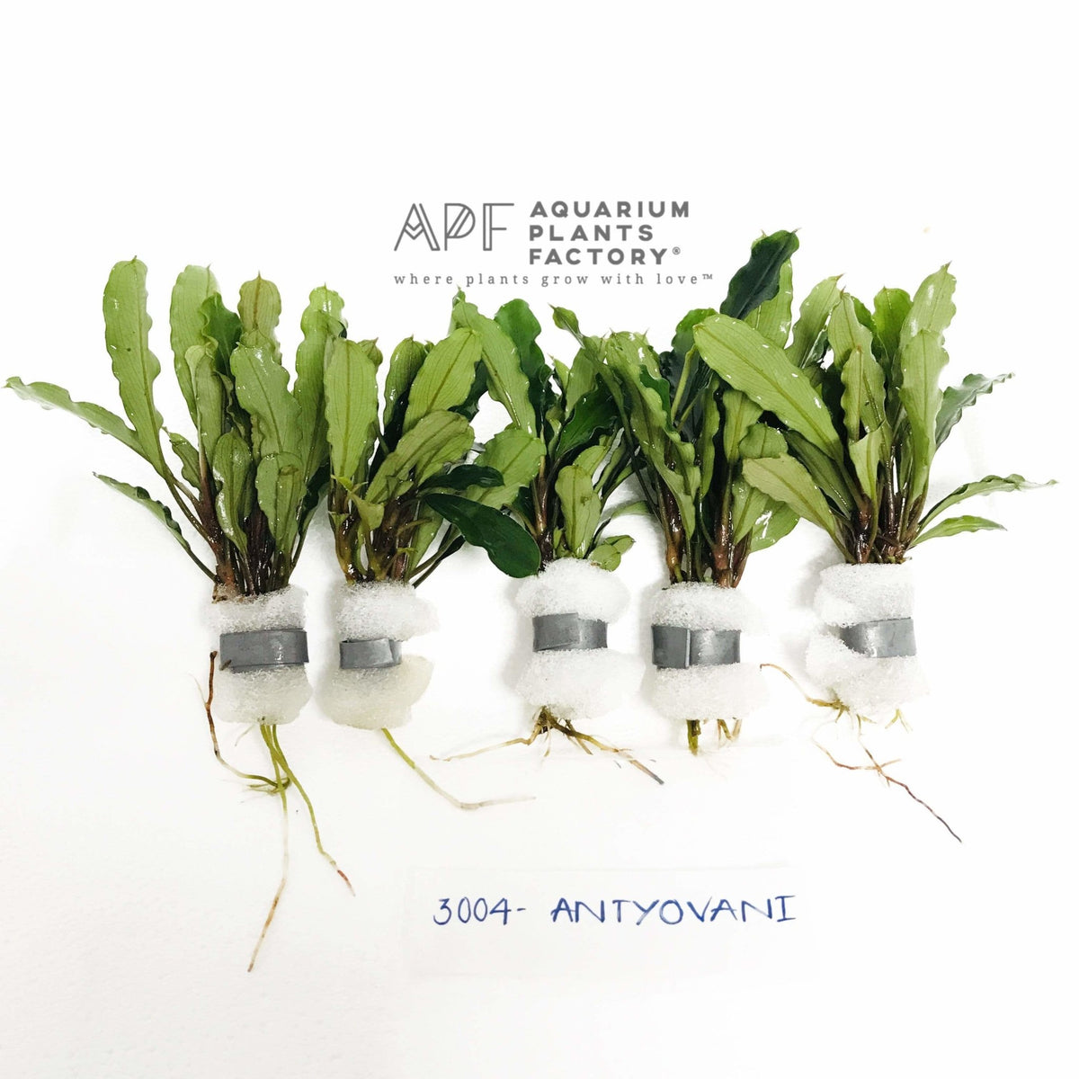 Bucephalandra Antyovani, photo 3