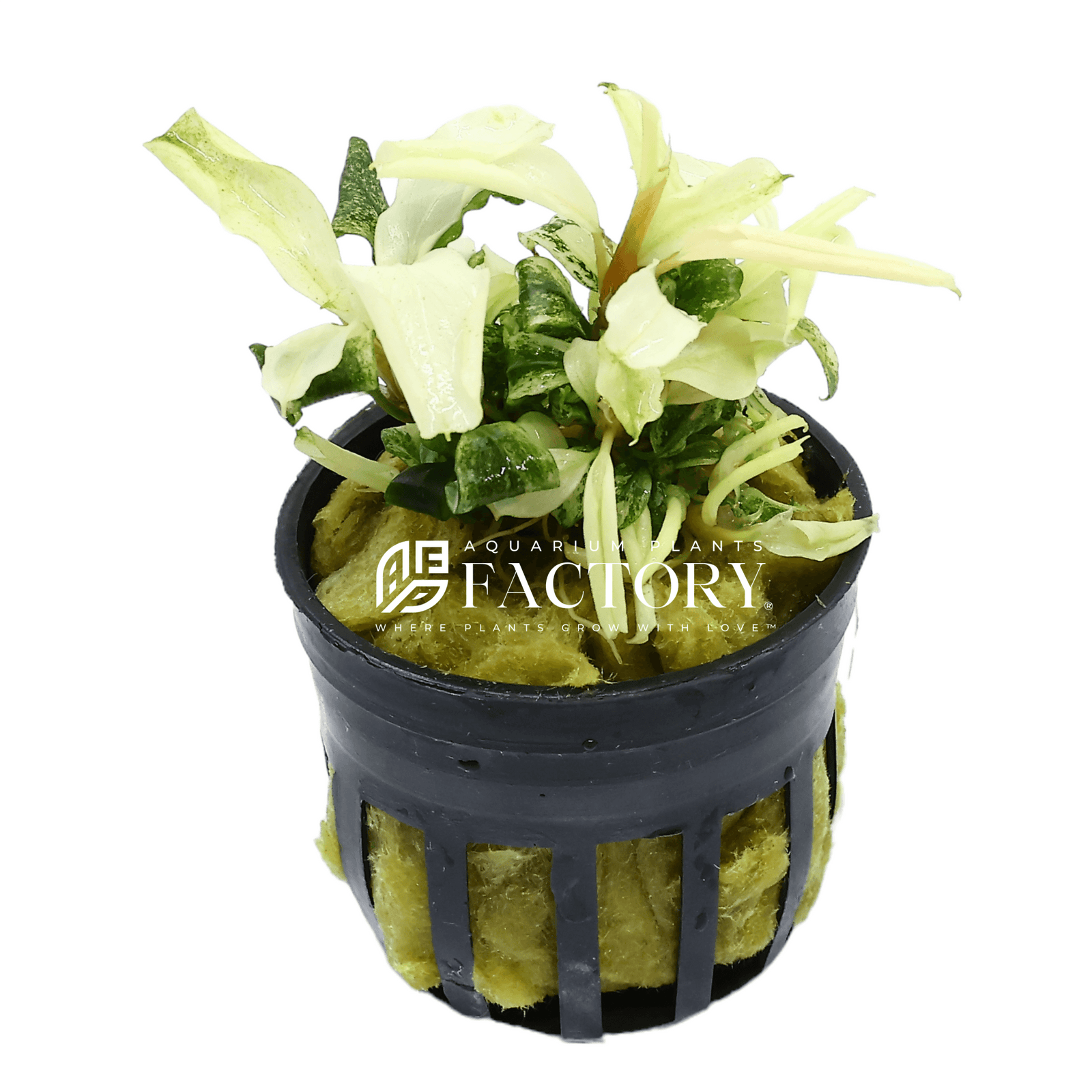 Bucephalandra APF Platinum is a truly extraordinary aquatic plant introduced to the U.S. market by Aquarium Plants Factory, the first nursery to offer this exclusive species to aquascaping enthusiasts. Renowned for its striking platinum-colored albino leaves and extreme rarity, this plant adds unparalleled elegance, contrast, and uniqueness to any freshwater aquarium. Its shimmering silvery foliage is a true centerpiece — but it demands careful attention, making it a prized specimen for experienced aquarist