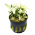Bucephalandra APF Platinum is a truly extraordinary aquatic plant introduced to the U.S. market by Aquarium Plants Factory, the first nursery to offer this exclusive species to aquascaping enthusiasts. Renowned for its striking platinum-colored albino leaves and extreme rarity, this plant adds unparalleled elegance, contrast, and uniqueness to any freshwater aquarium. Its shimmering silvery foliage is a true centerpiece — but it demands careful attention, making it a prized specimen for experienced aquarist