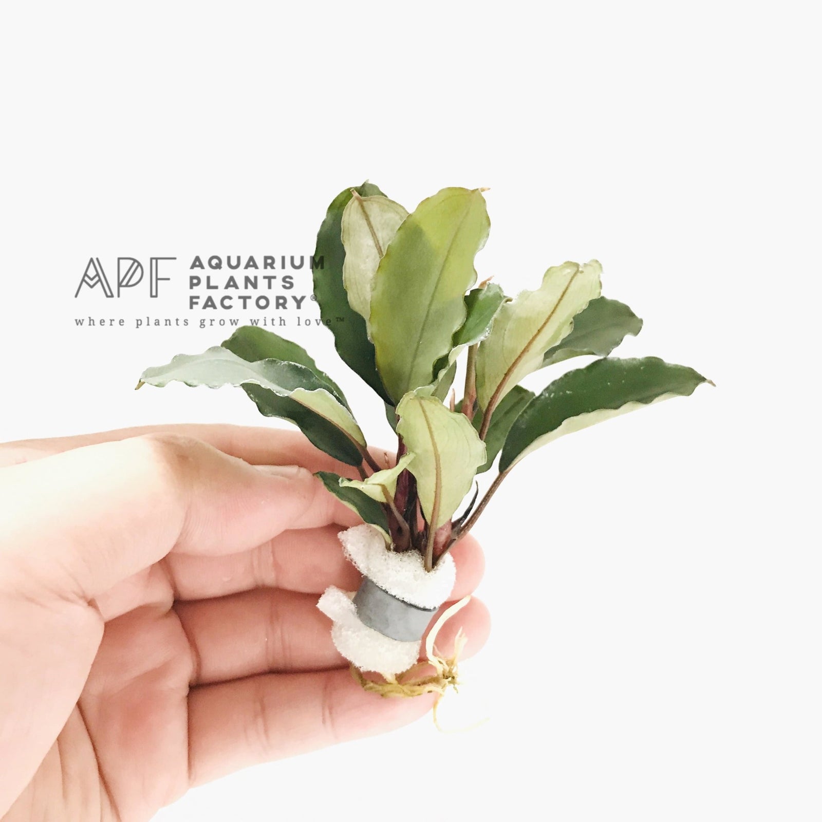 Bucephalandra Aragon - Aquarium Plants Factory