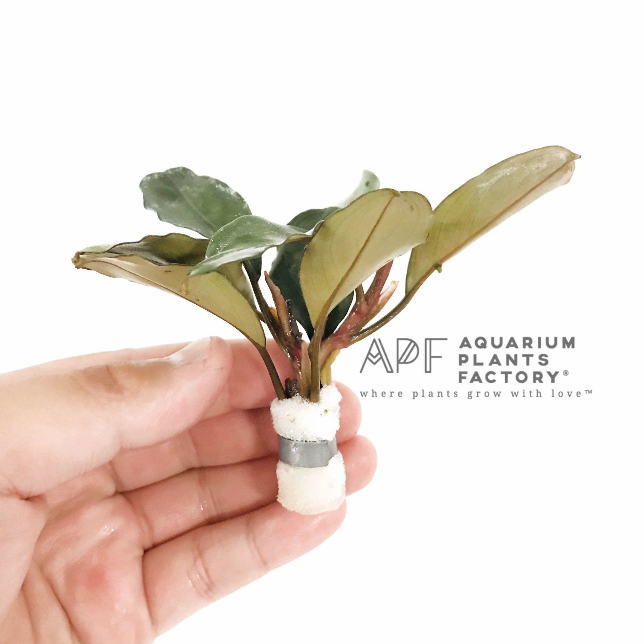 Bucephalandra Belindae - Aquarium Plants Factory