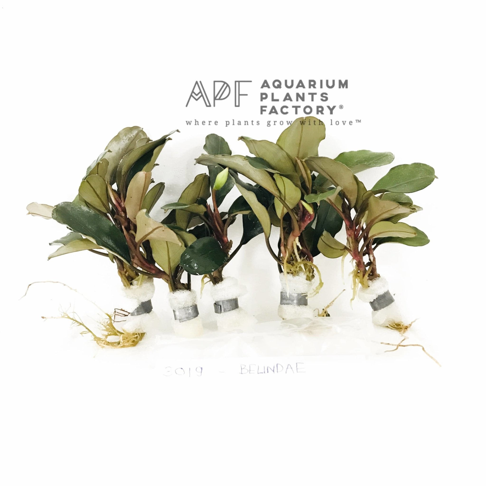 Bucephalandra Belindae - Aquarium Plants Factory