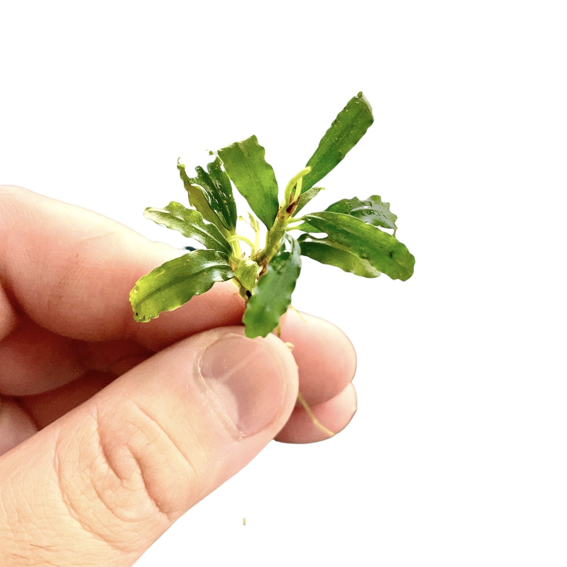 Bucephalandra Biblis Blue Sky - Aquarium Plants Factory