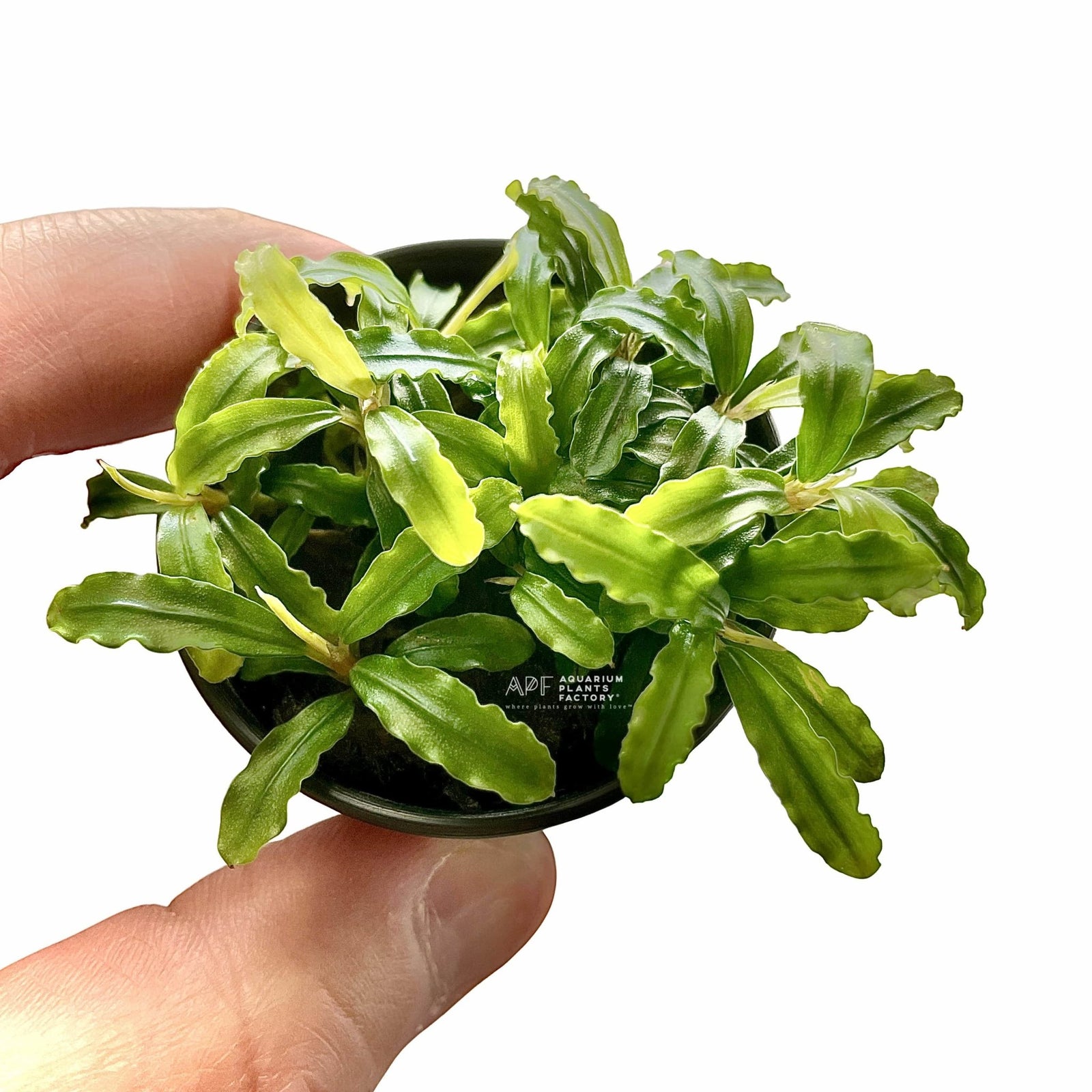 Bucephalandra Biblis Blue Sky - Aquarium Plants Factory