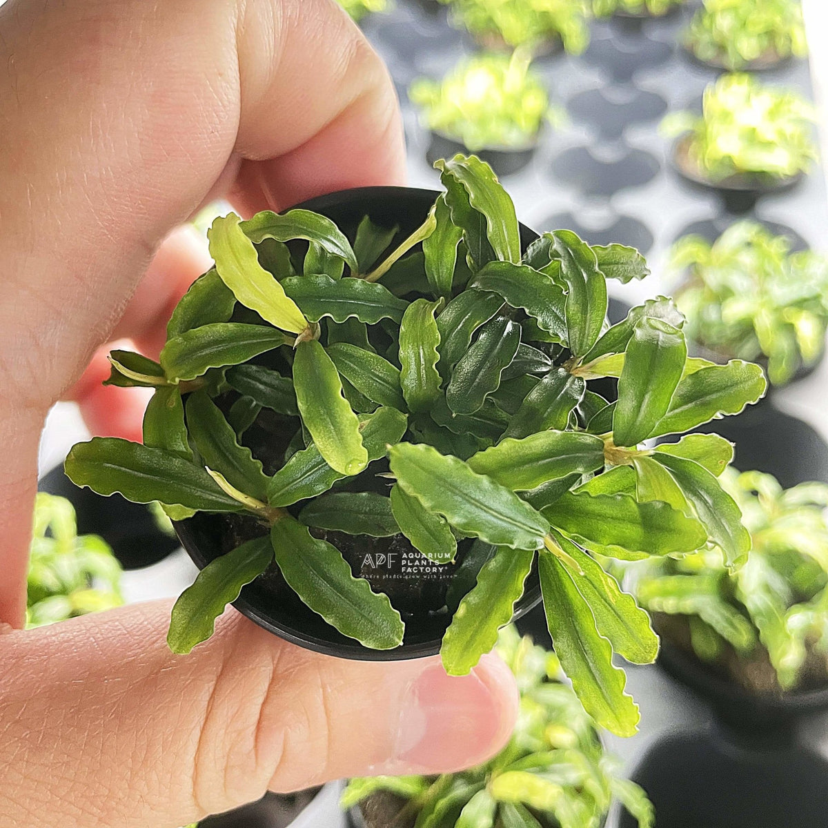 Bucephalandra Biblis Blue Sky, photo 2