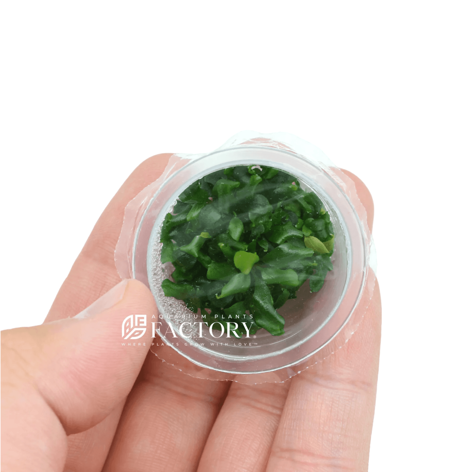 Bucephalandra Biblis Blue Sky Small Tissue Culture Aquarium Plants Factory®