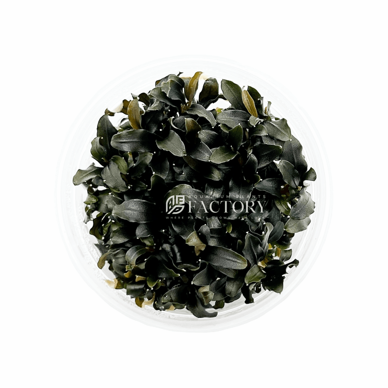 Bucephalandra Black Galaxy Tissue Culture [Premium Full Bag / Cup]
