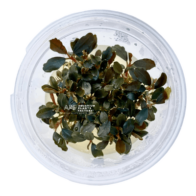Bucephalandra Black Pearl - Tissue Culture Cup - Aquarium Plants Factory