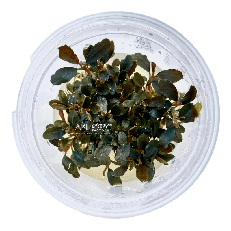 Bucephalandra Black Pearl - Tissue Culture Cup - Aquarium Plants Factory