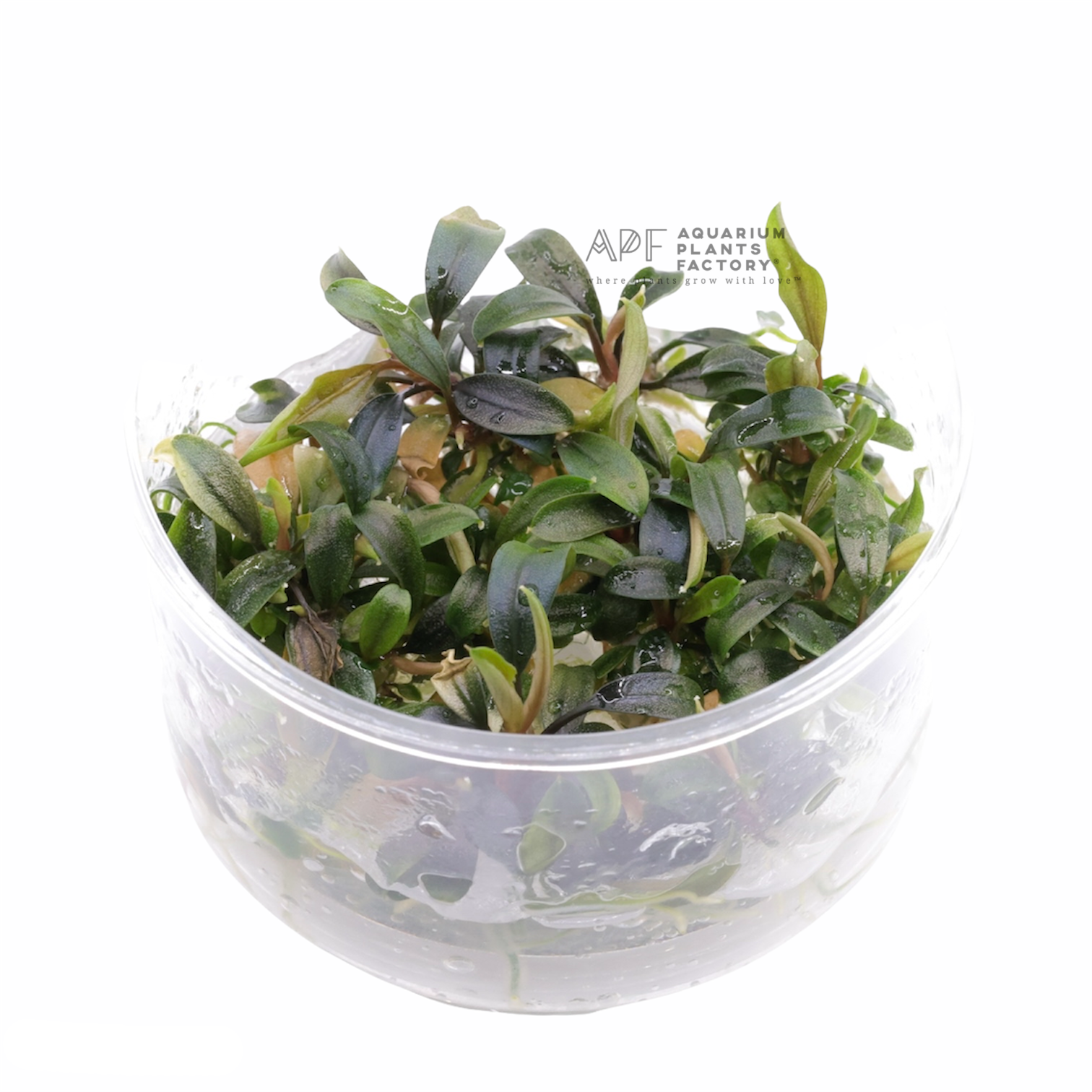 Bucephalandra Brownie Galaxy - Tissue Culture Cup - Aquarium Plants Factory