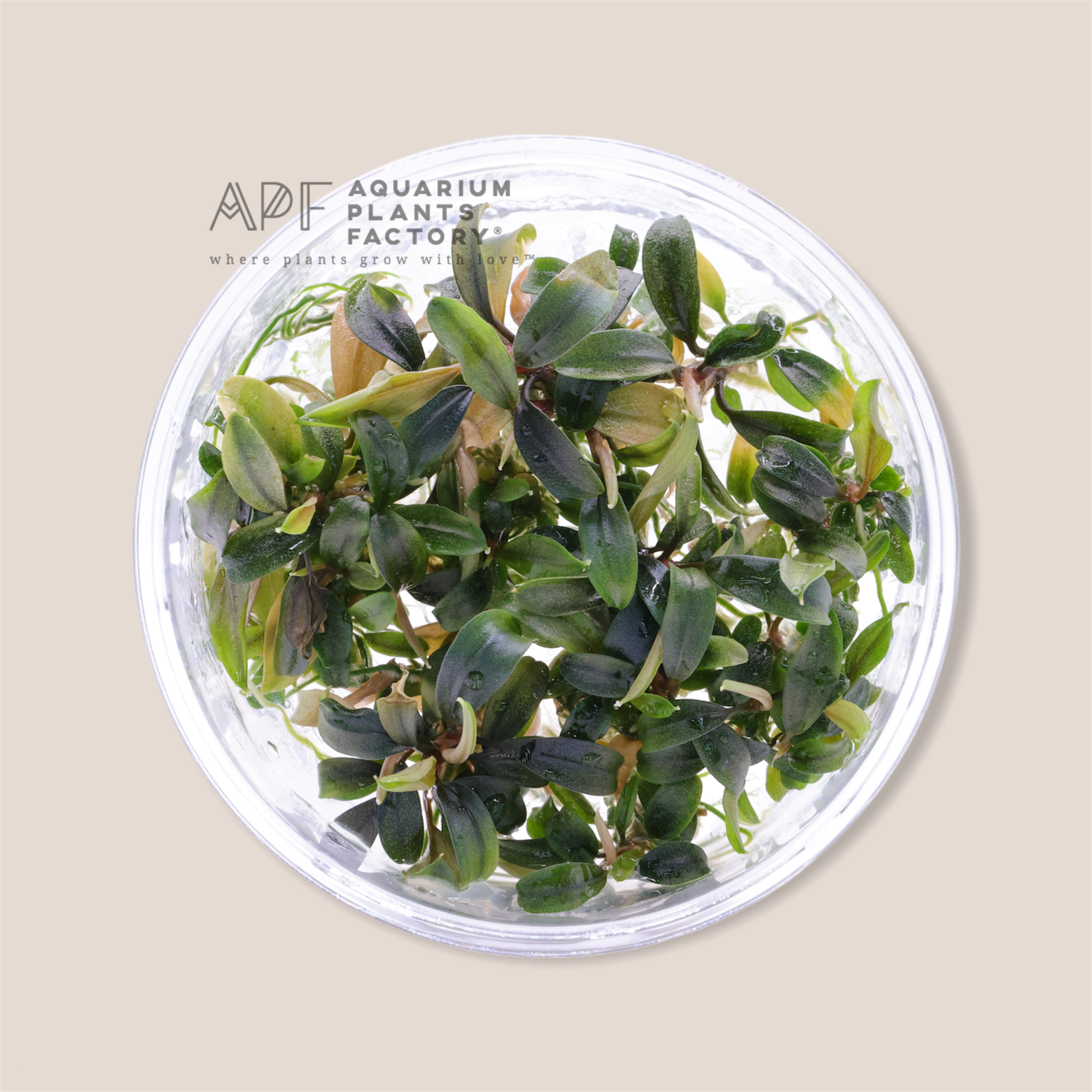 Bucephalandra Brownie Galaxy - Tissue Culture Cup - Aquarium Plants Factory