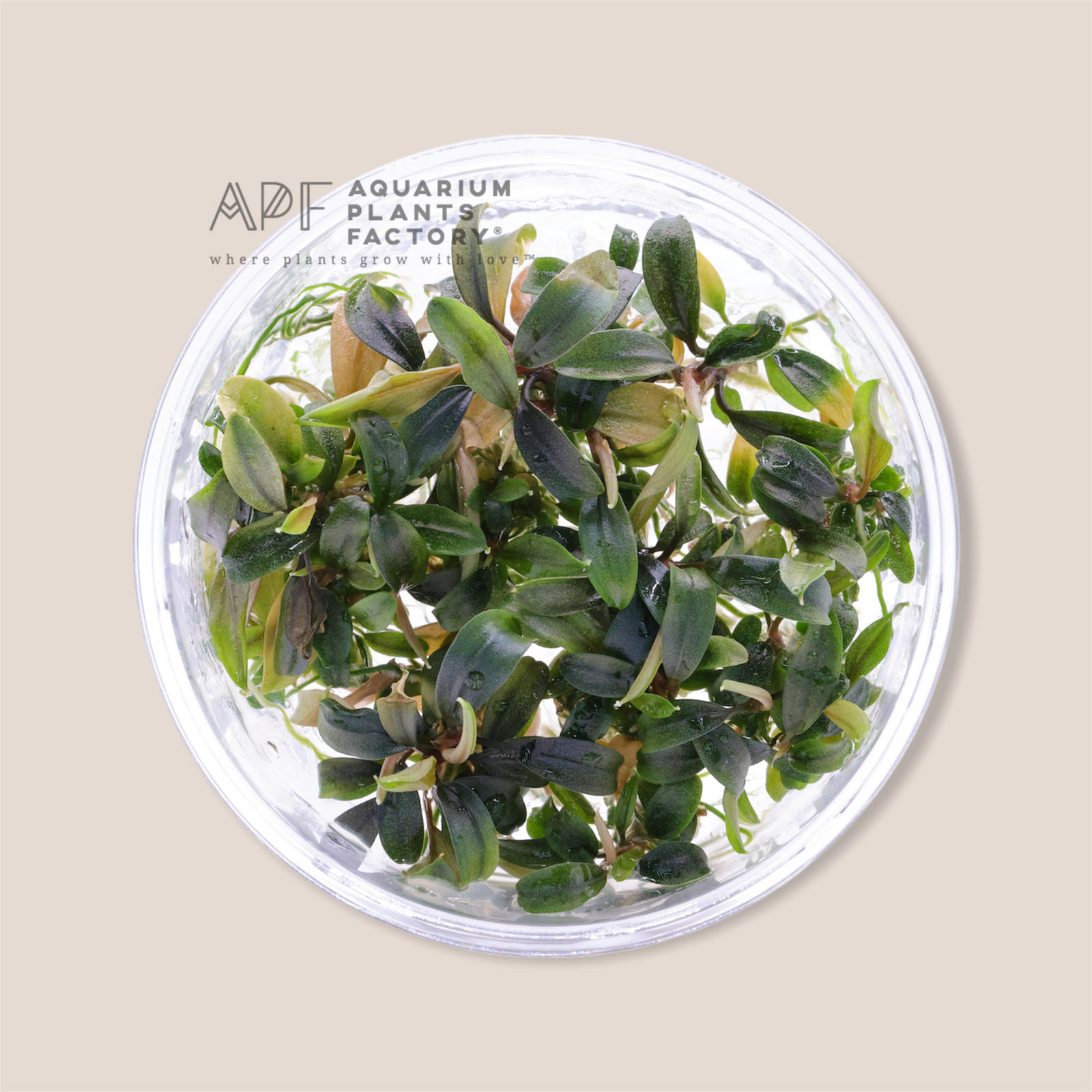 Bucephalandra Brownie Galaxy - Tissue Culture Cup - Aquarium Plants Factory