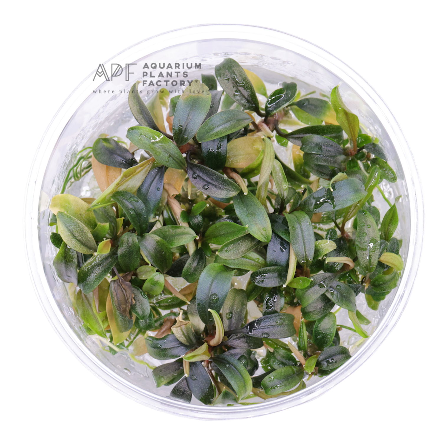 Bucephalandra Brownie Galaxy - Tissue Culture Cup - Aquarium Plants Factory