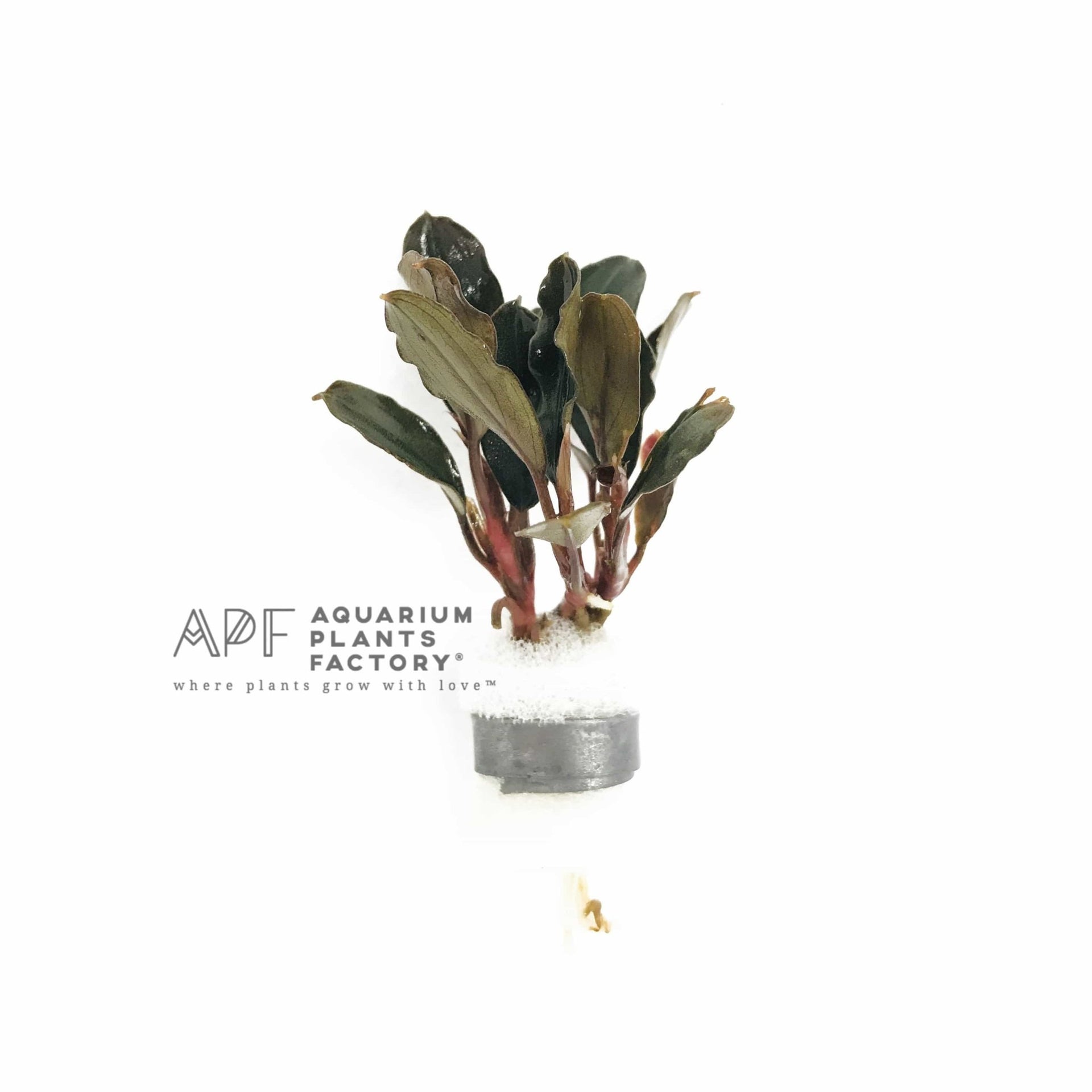 bucephalandra-brownie-ghost- 