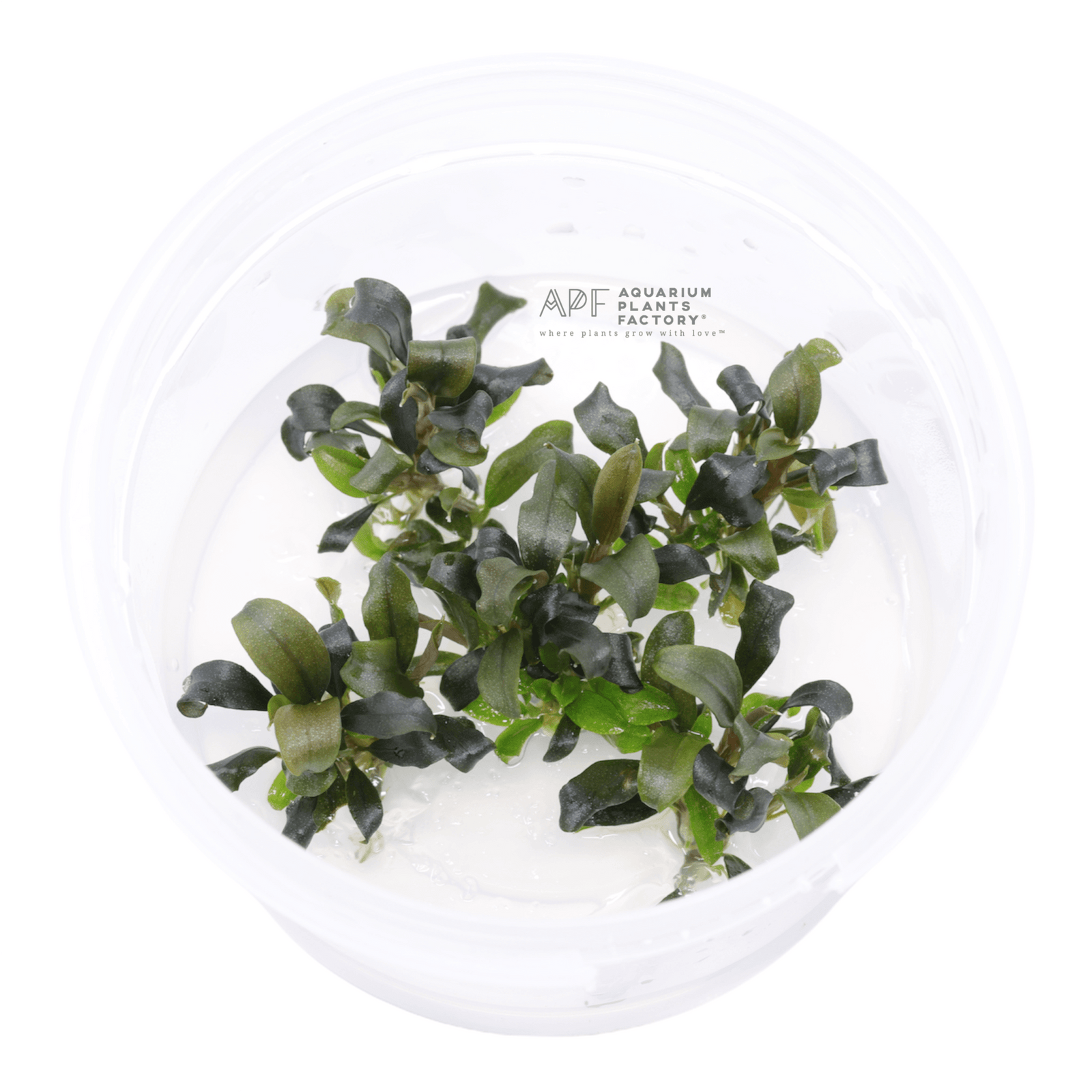 Bucephalandra Brownie Ghost - Tissue Culture Cup - Aquarium Plants Factory