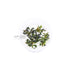 Bucephalandra Brownie Ghost - Tissue Culture Cup - Aquarium Plants Factory