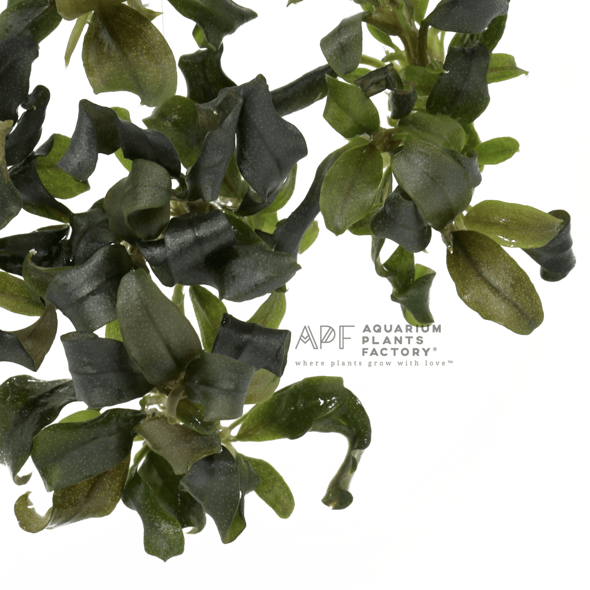 Bucephalandra Brownie Ghost - Tissue Culture Cup - Aquarium Plants Factory