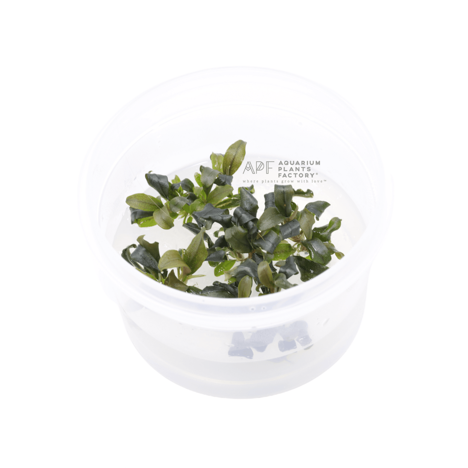 Bucephalandra Brownie Ghost - Tissue Culture Cup - Aquarium Plants Factory