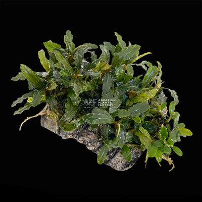 Bucephalandra Brownie Green Jade on Handmade Stone Pad - Aquarium Plants Factory