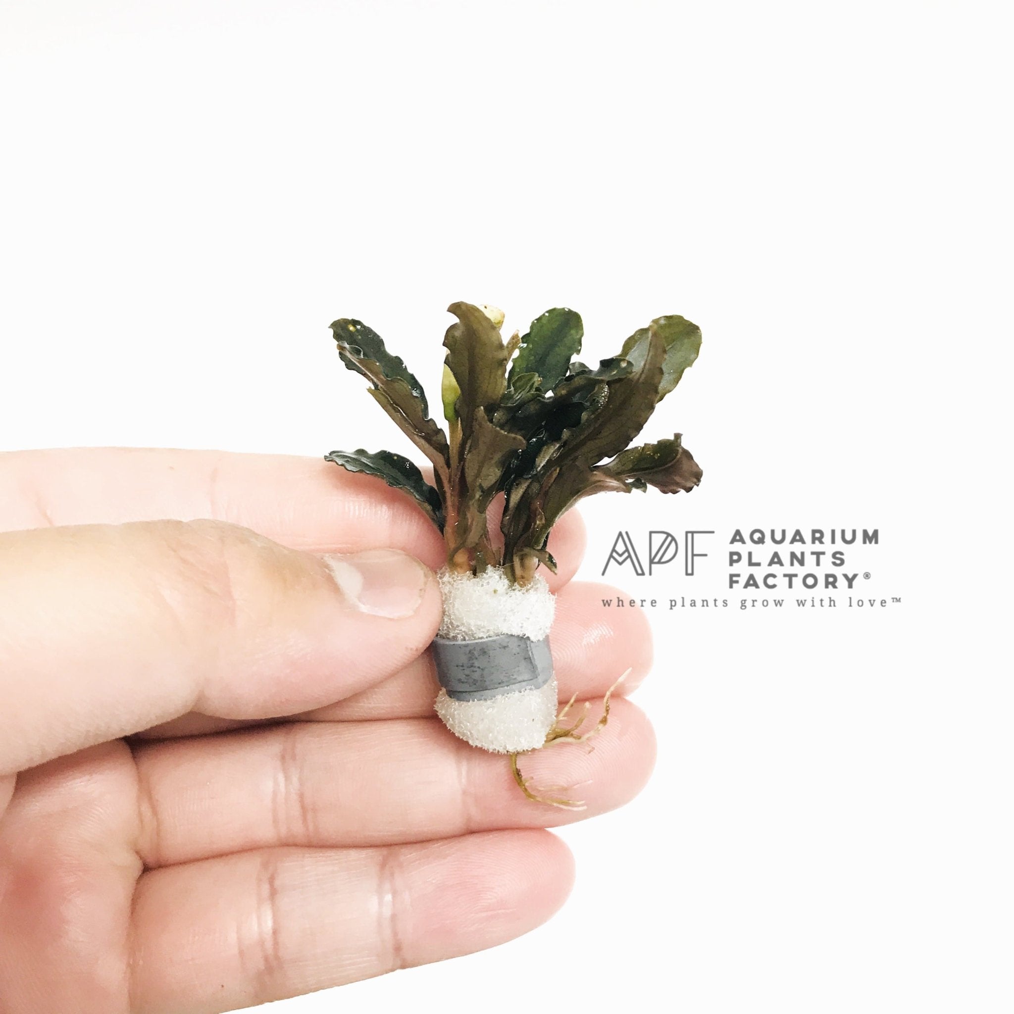 Bucephalandra Brownie Jade - Aquarium Plants Factory