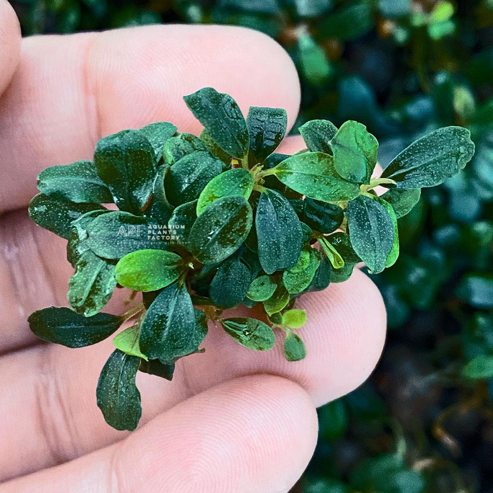 Bucephalandra Brownie Purple - Farm Raised / Bare Root