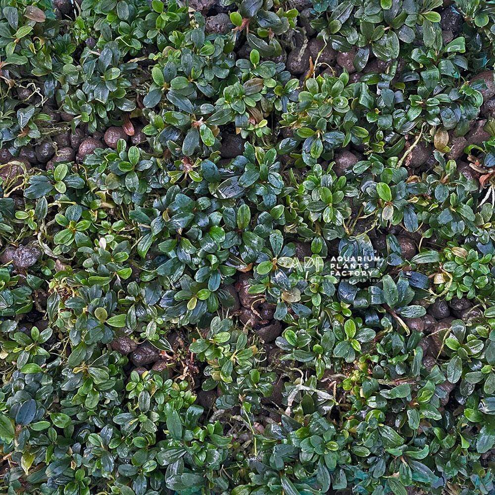 Bucephalandra Brownie Purple - Farm Raised / Bare Root, photo 2