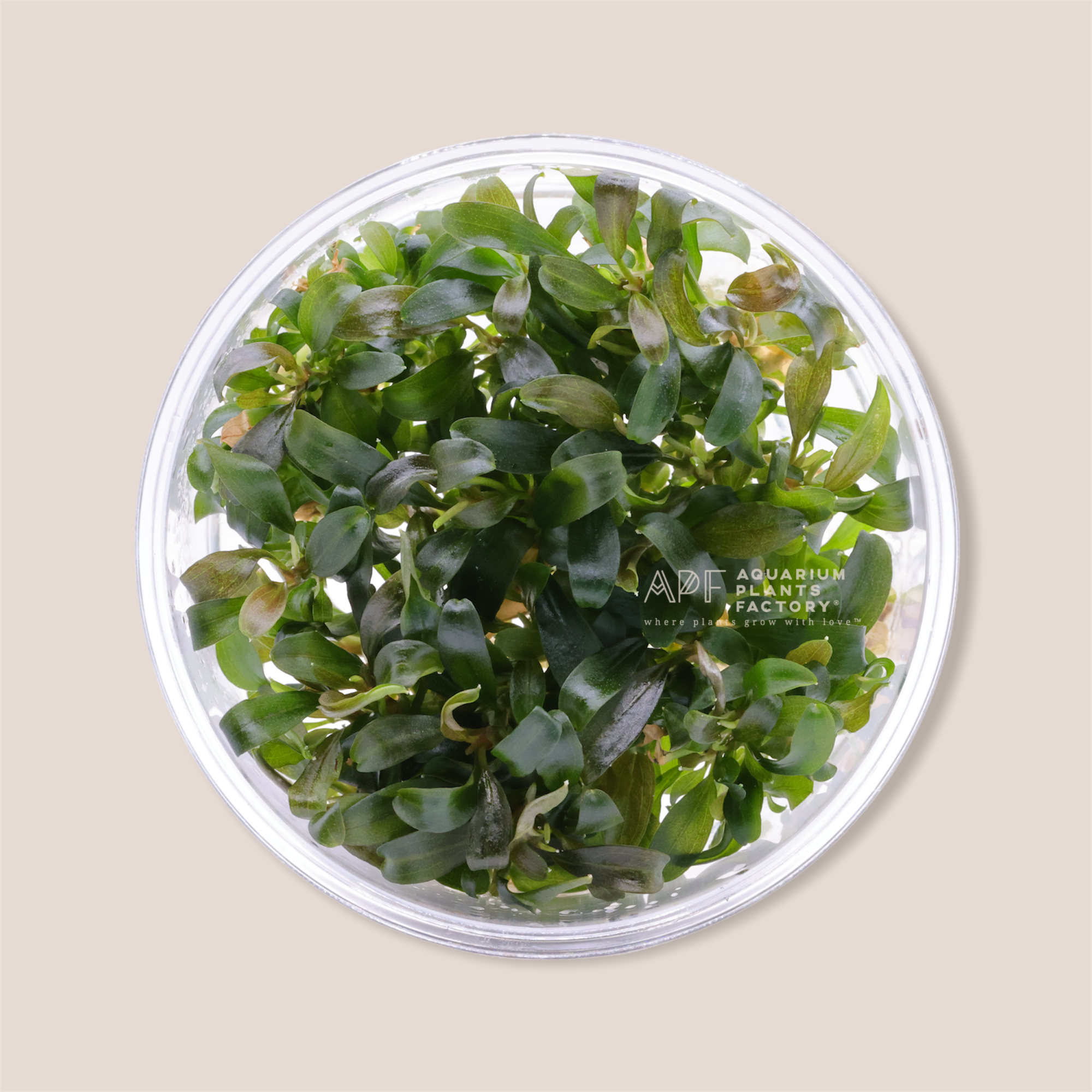 Bucephalandra Brownie Violet - Tissue Culture Cup - Aquarium Plants Factory