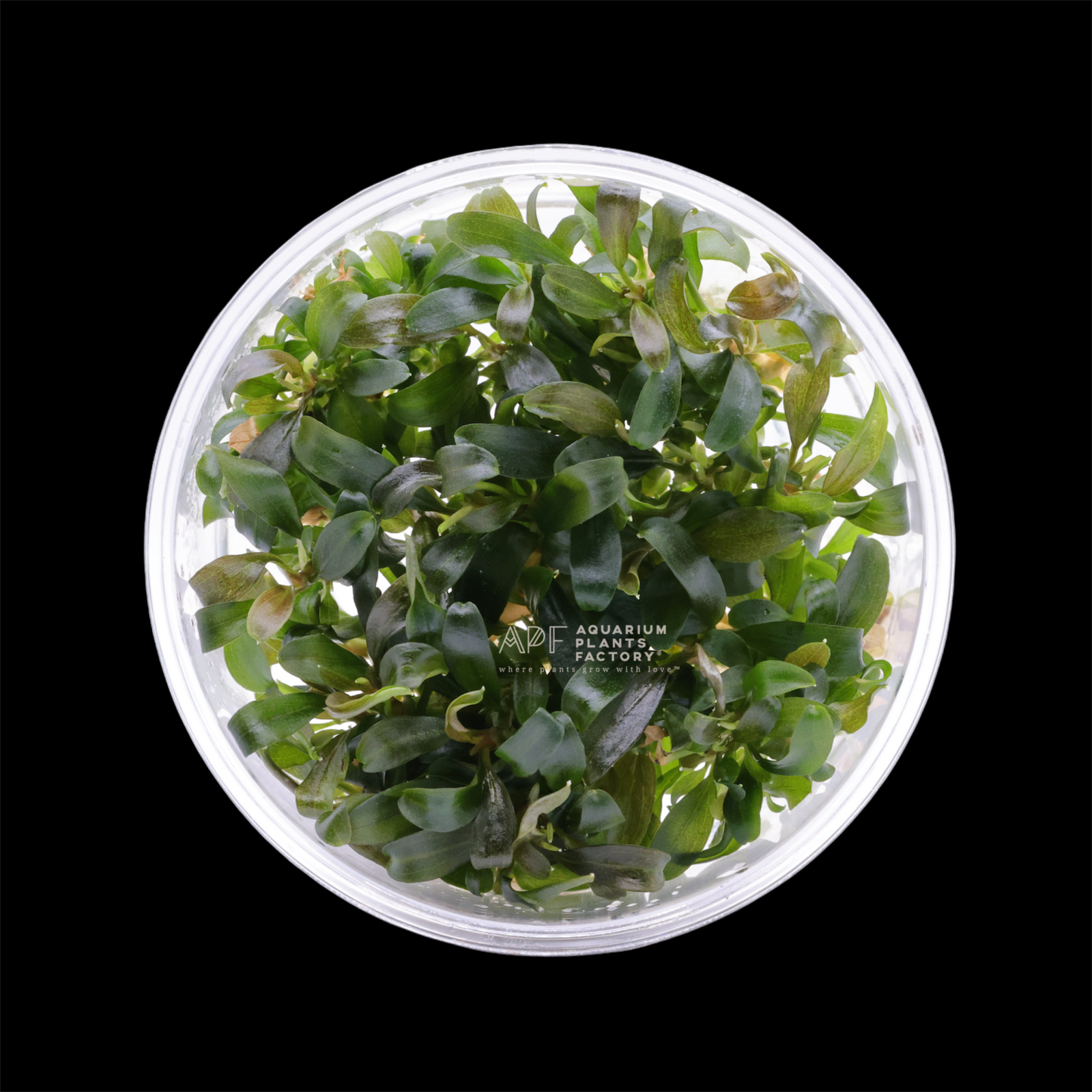 Bucephalandra Brownie Violet - Tissue Culture Cup - Aquarium Plants Factory