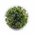 Bucephalandra Brownie Violet - Tissue Culture Cup - Aquarium Plants Factory