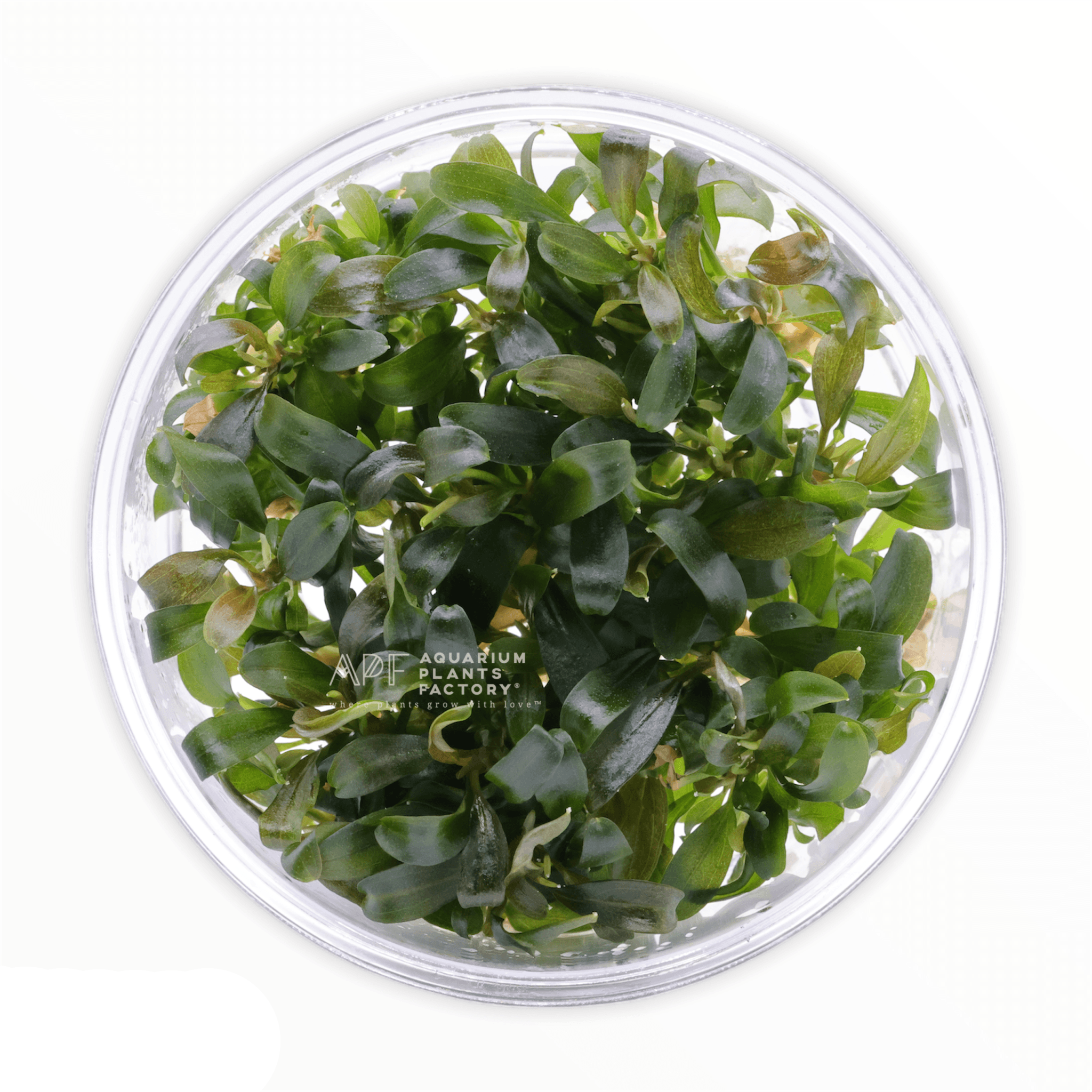 Bucephalandra Brownie Violet - Tissue Culture Cup - Aquarium Plants Factory