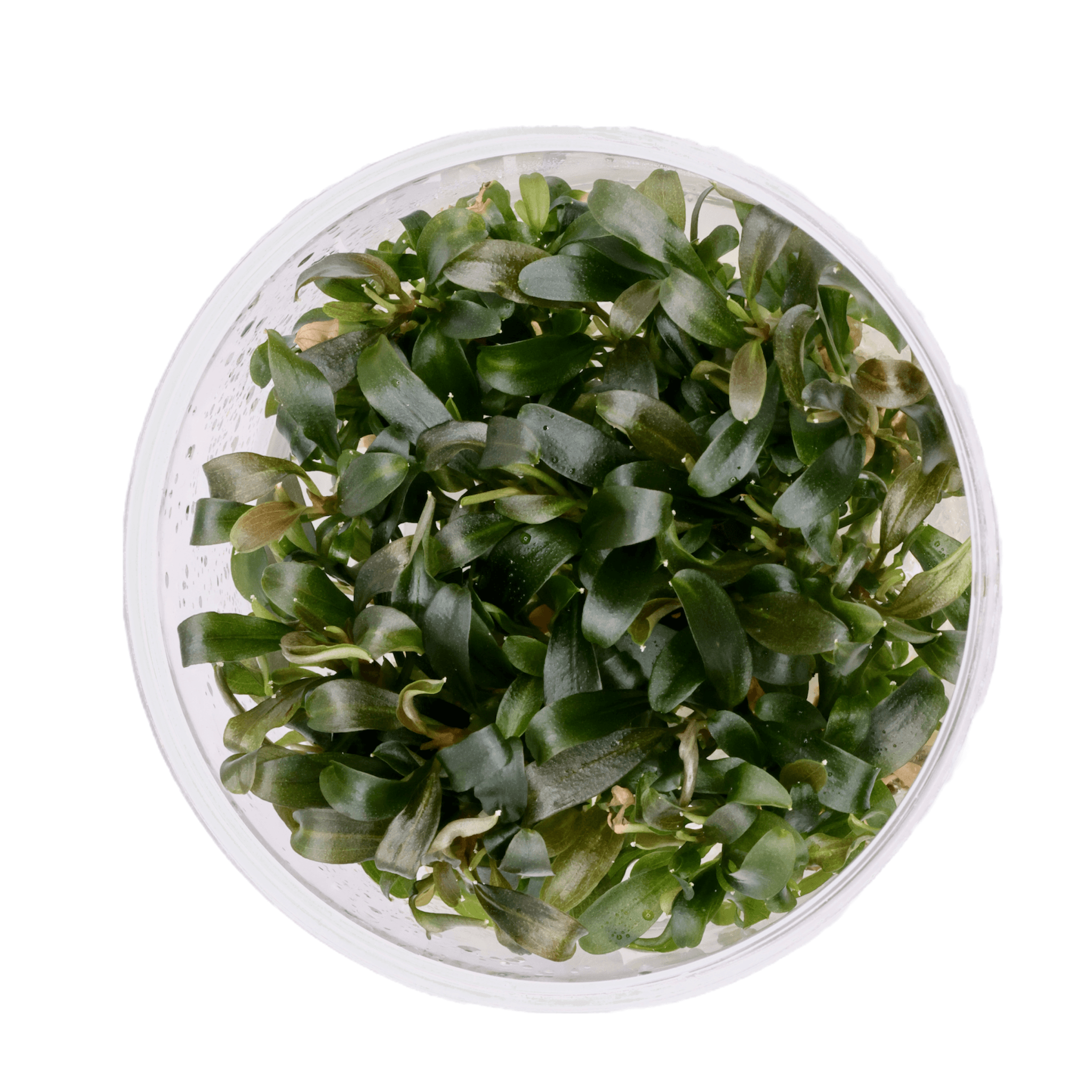 Bucephalandra Brownie Violet - Tissue Culture Cup - Aquarium Plants Factory