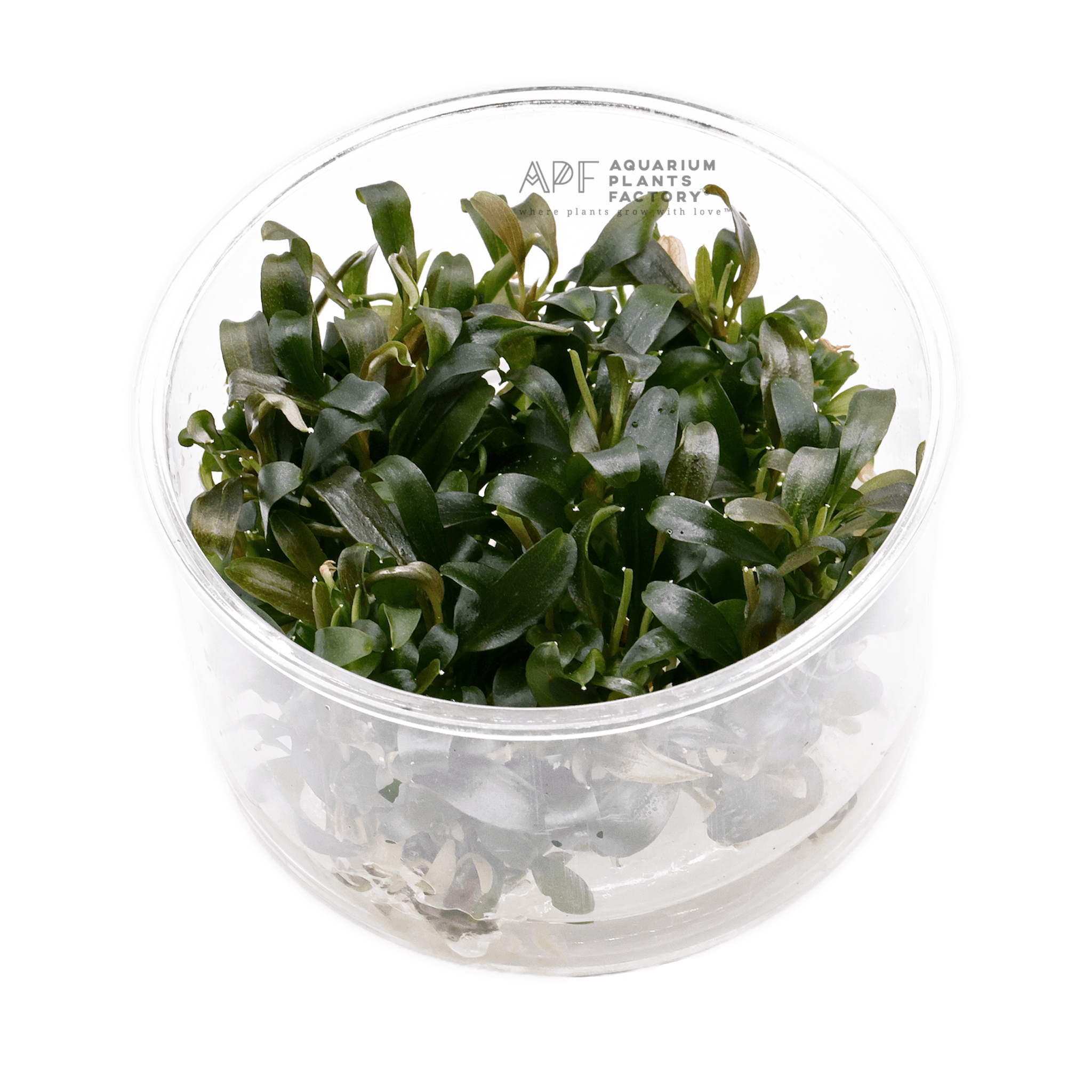 Bucephalandra Brownie Violet - Tissue Culture Cup - Aquarium Plants Factory