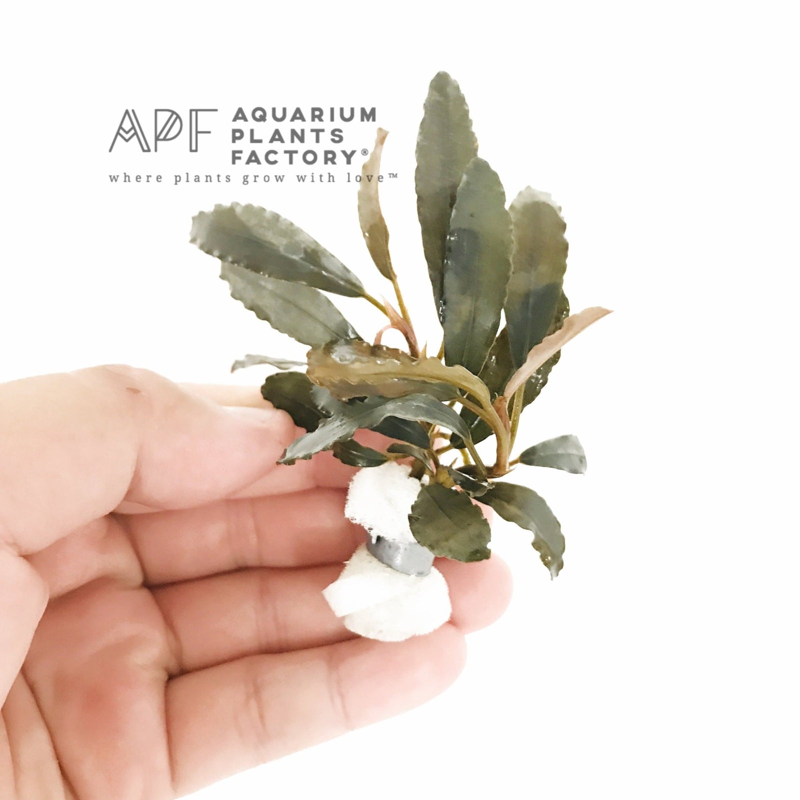 Bucephalandra Centipede - Aquarium Plants Factory