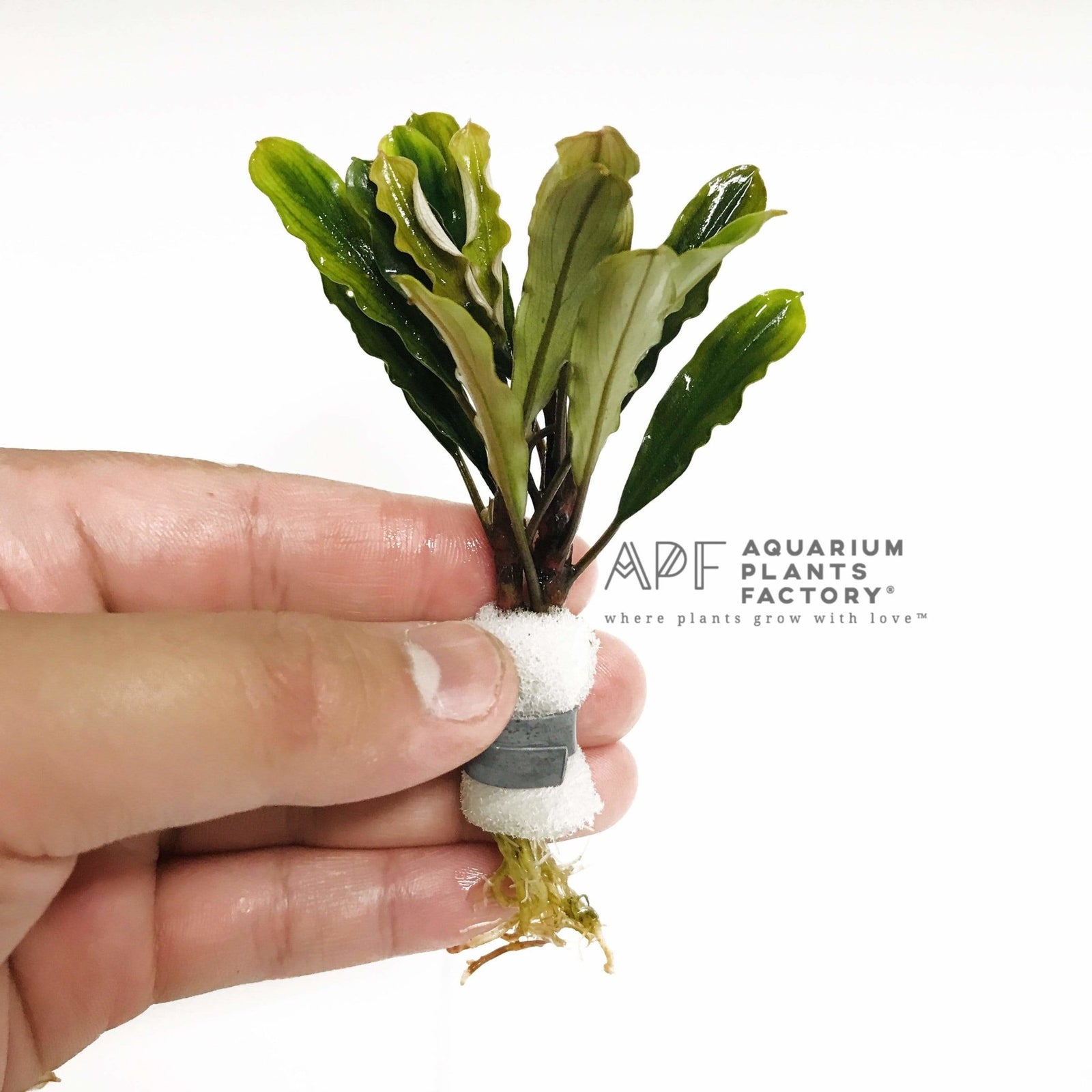 Bucephalandra Dark Green - Aquarium Plants Factory