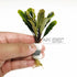 Bucephalandra Dark Green - Aquarium Plants Factory