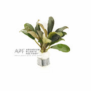Bucephalandra Giant Catherine