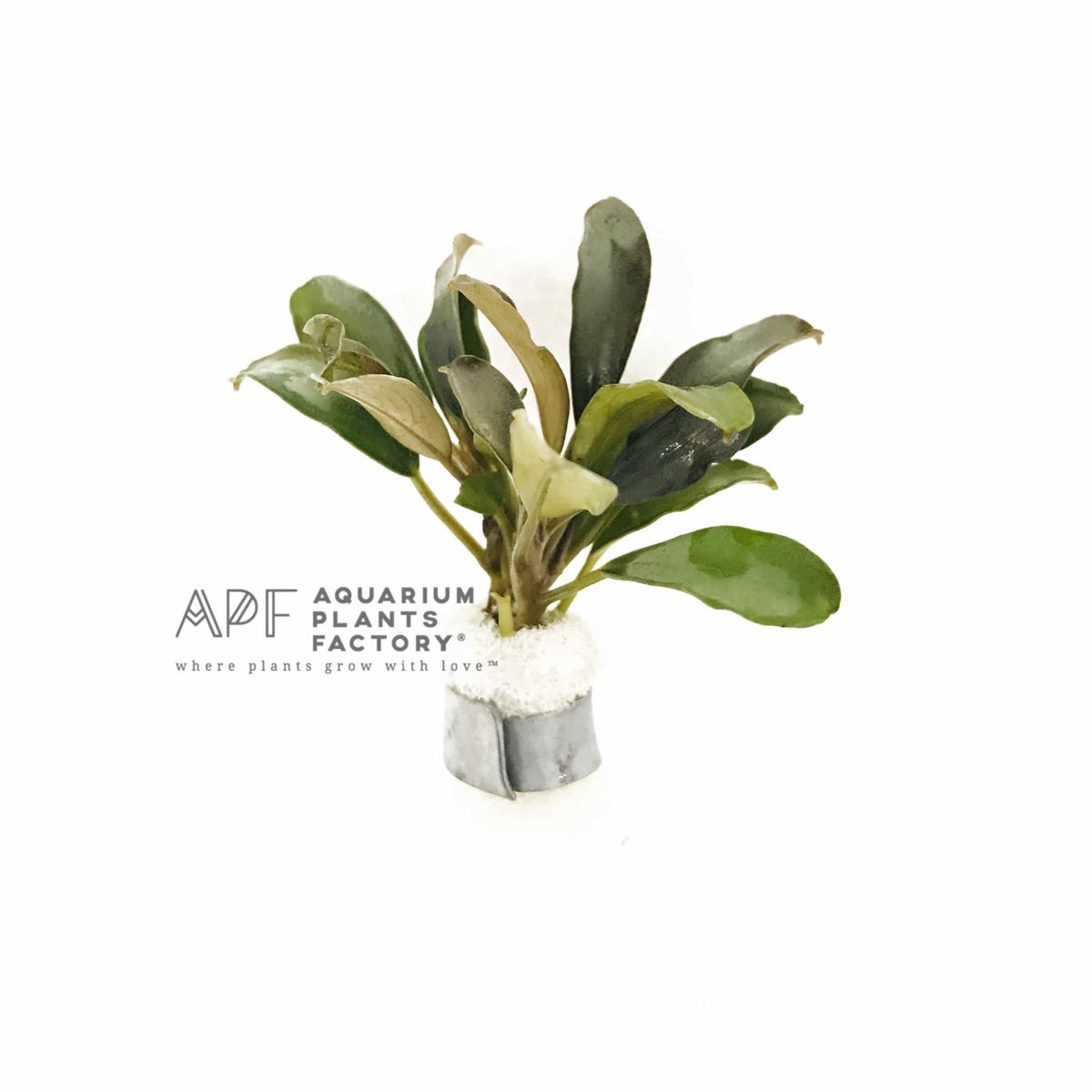 Bucephalandra Giant Catherine