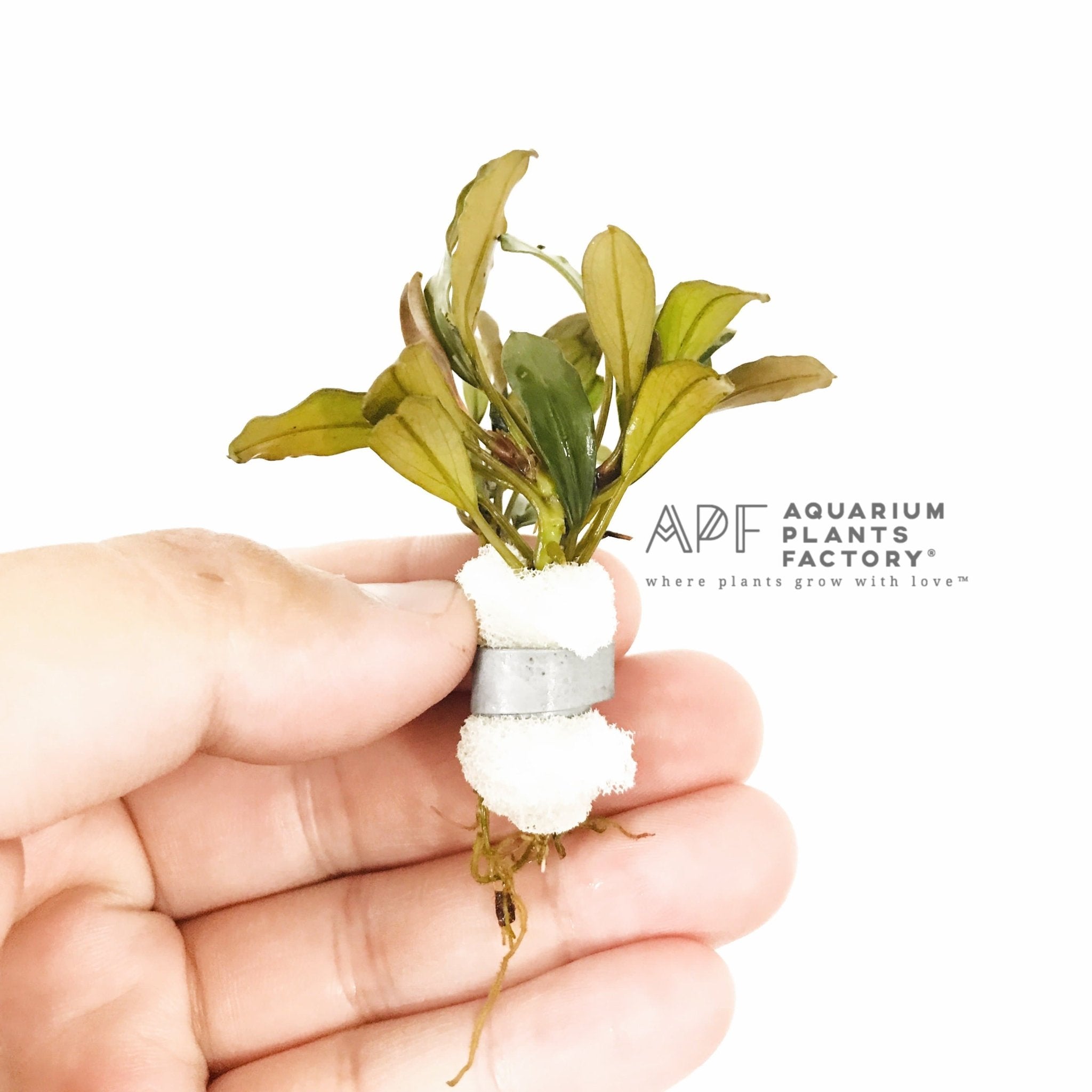 Bucephalandra Giant Catherine - Aquarium Plants Factory