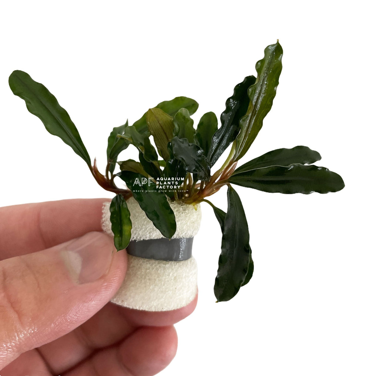 Bucephalandra Green Godzilla, photo 2